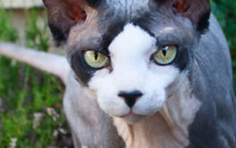A hairless cat could be the perfect hypoallergenic pet for you
