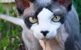 A hairless cat could be the perfect hypoallergenic pet for you