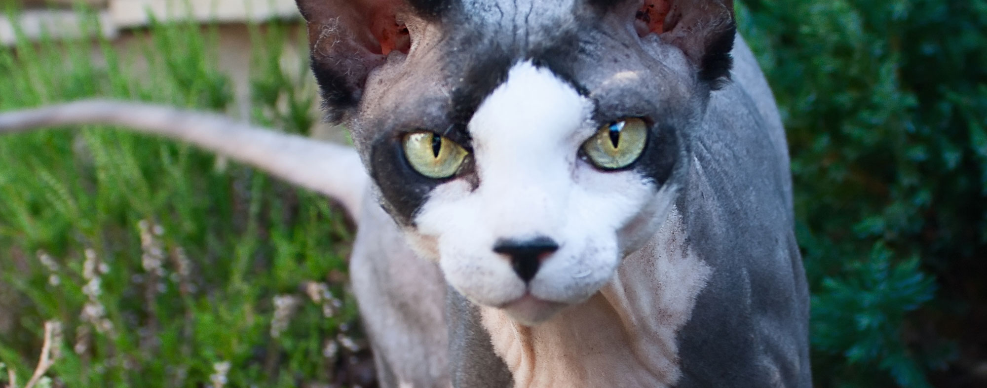 A hairless cat could be the perfect hypoallergenic pet for you