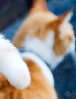 The behavior of a cat will tell you whether it's happy or scared