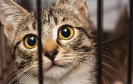 Help local animal rescue groups by fostering a cat temporarily