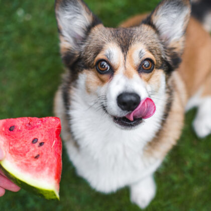 What summer dog food could be more classic than a popsicle?