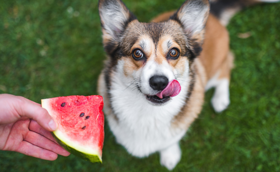 What summer dog food could be more classic than a popsicle?