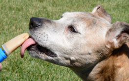 What summer dog food could be more classic than a popsicle?