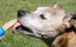 What summer dog food could be more classic than a popsicle?