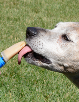 Upkeep your dog's diet in the summer with frozen treats