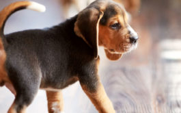 Grooming your dogs will preserve your flooring for longer