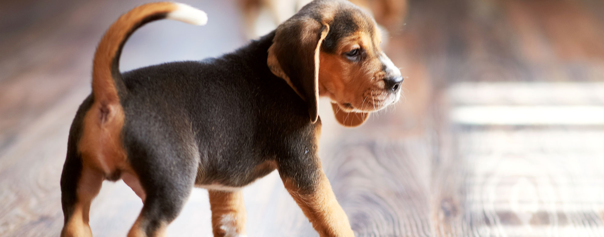 Grooming your dogs will preserve your flooring for longer