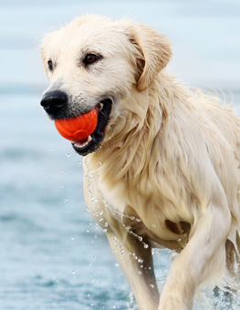 Swimming's a fantastic form of exercise for dogs and humans