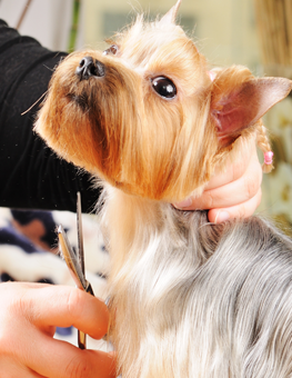 Acclimate your dog to grooming to prevent against parasites