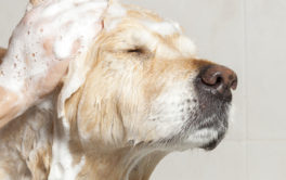 Slowly and gently bathe your dog before grooming them