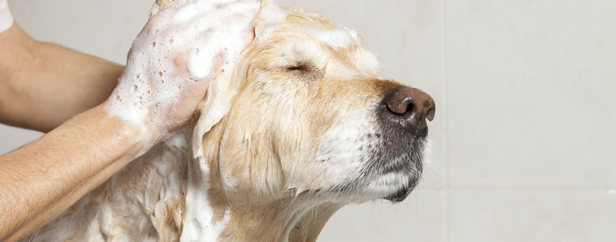 Slowly and gently bathe your dog before grooming them