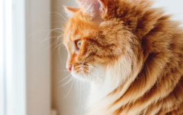 Windows to the outside satisfy the longings of any indoor cat