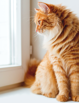 Diversify your interior to keep you indoor cat fully stimulated