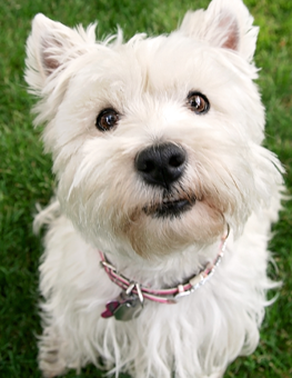 Make a habit of vacuuming your home, even with a hypoallergenic dog