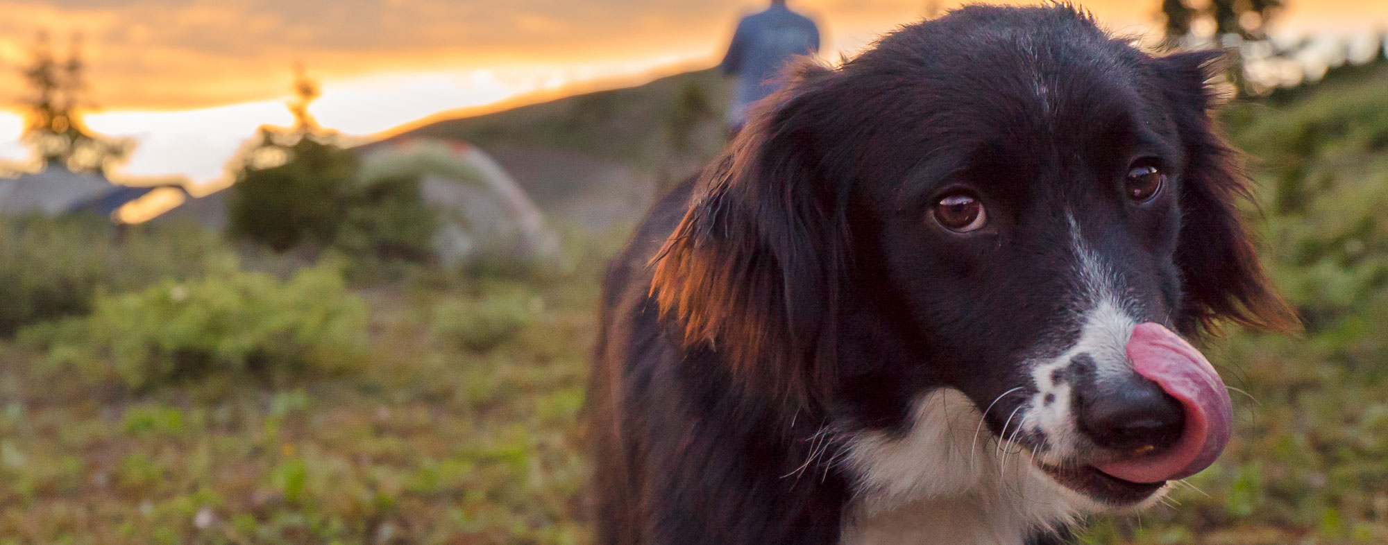 After camping with your dog, always check for fleas and ticks