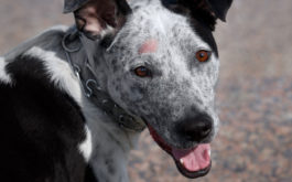 Hot spots on your dog's head could hint at a hidden infection