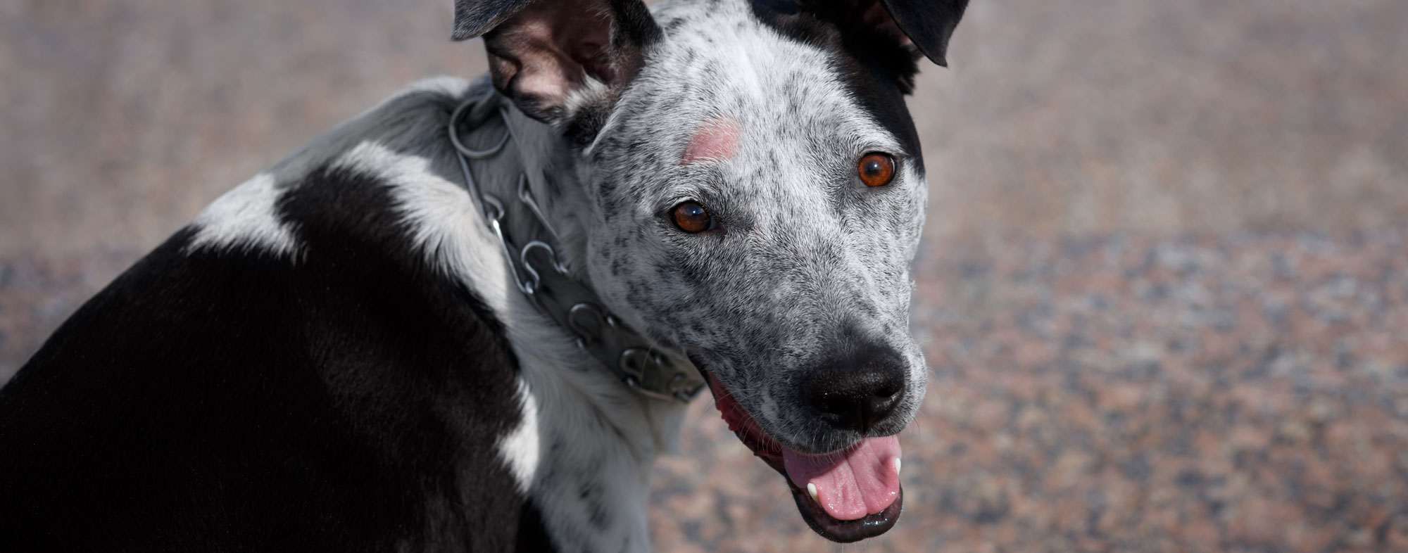 Hot spots on your dog's head could hint at a hidden infection