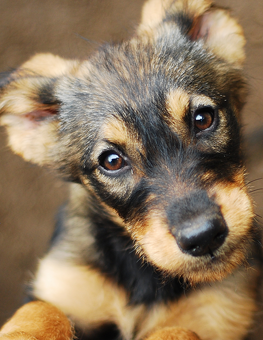 Discuss dog breeds with your family before adopting a puppy