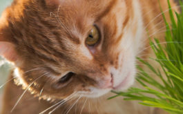 Given the best catnip, your cat's mental health is boosted