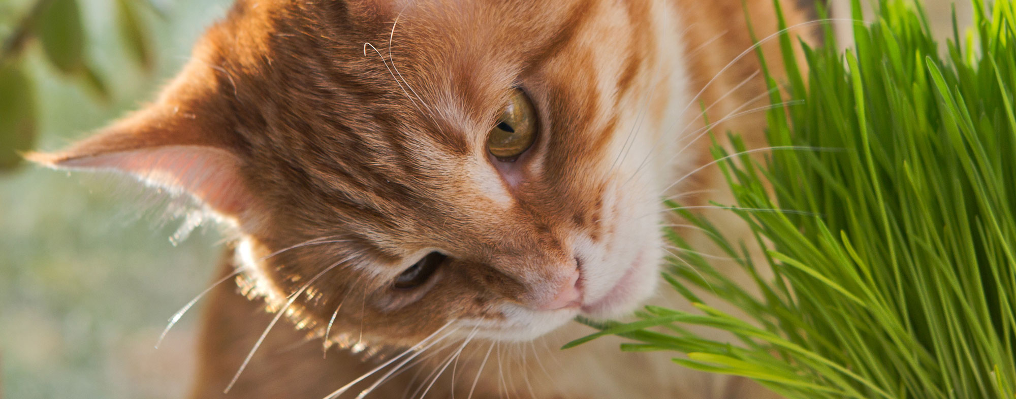 Given the best catnip, your cat's mental health is boosted