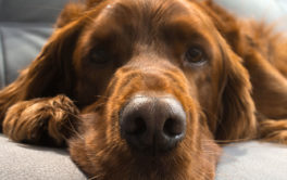 Control how much pet hair accumulates with a lint remover