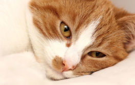 Pamper your FIV-positive cat with lots of toys and affection