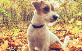 Care for your dog by regularly treating your yard with sprays