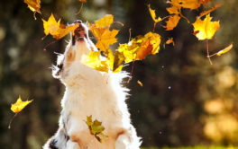 A fall festival allows you and your adopted puppy to socialize