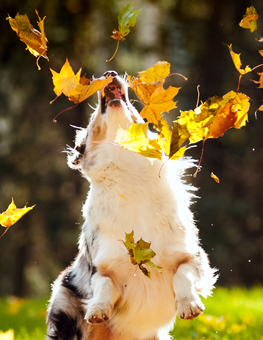 Socialize your puppy by training them at a nearby dog park