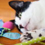 Use catnip to entertain your indoor cat during the winter