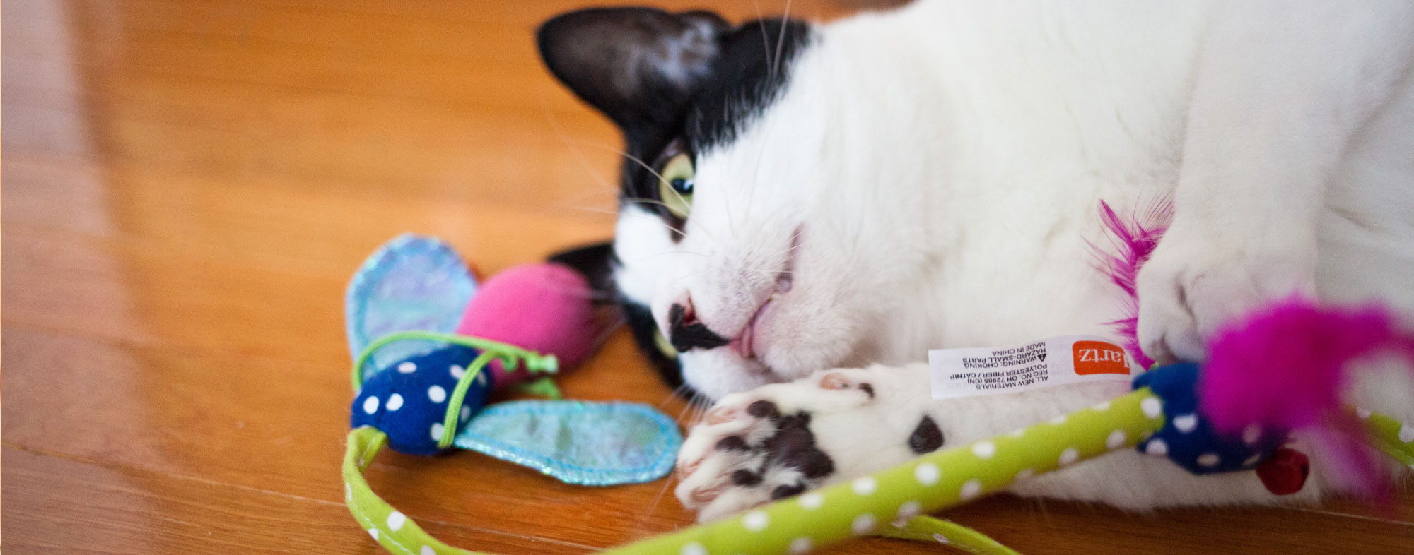 Indoor Cat Games That Can Get Your Pet Up And Moving Hartz