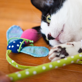 Hartz Just For Cats Midnight Crazies Cat Toy Hartz