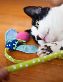 During the winter, get inventive with your cat treats and toys