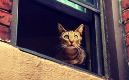 A scratching post is a sound idea for any apartment cat