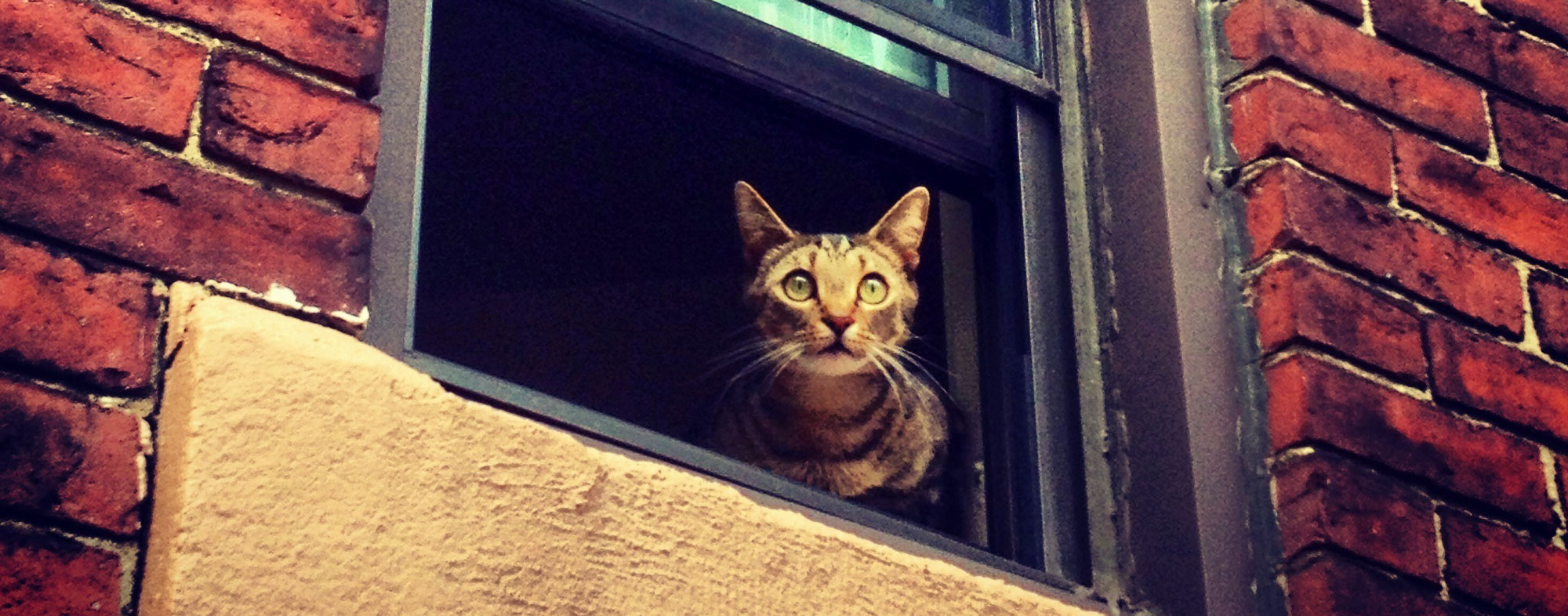 A scratching post is a sound idea for any apartment cat