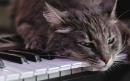 While your cat plays with its toys, why not add a soundtrack?