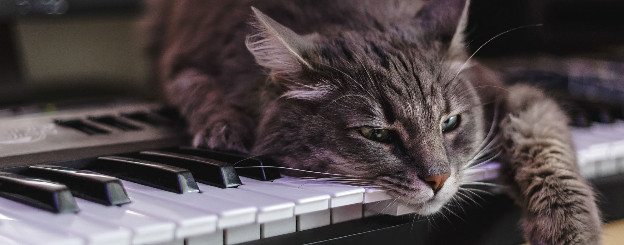 While your cat plays with its toys, why not add a soundtrack?
