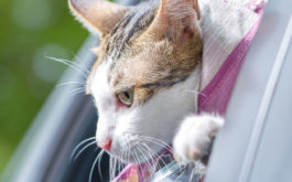 Although your cat may get anxious traveling, they'll adjust to it