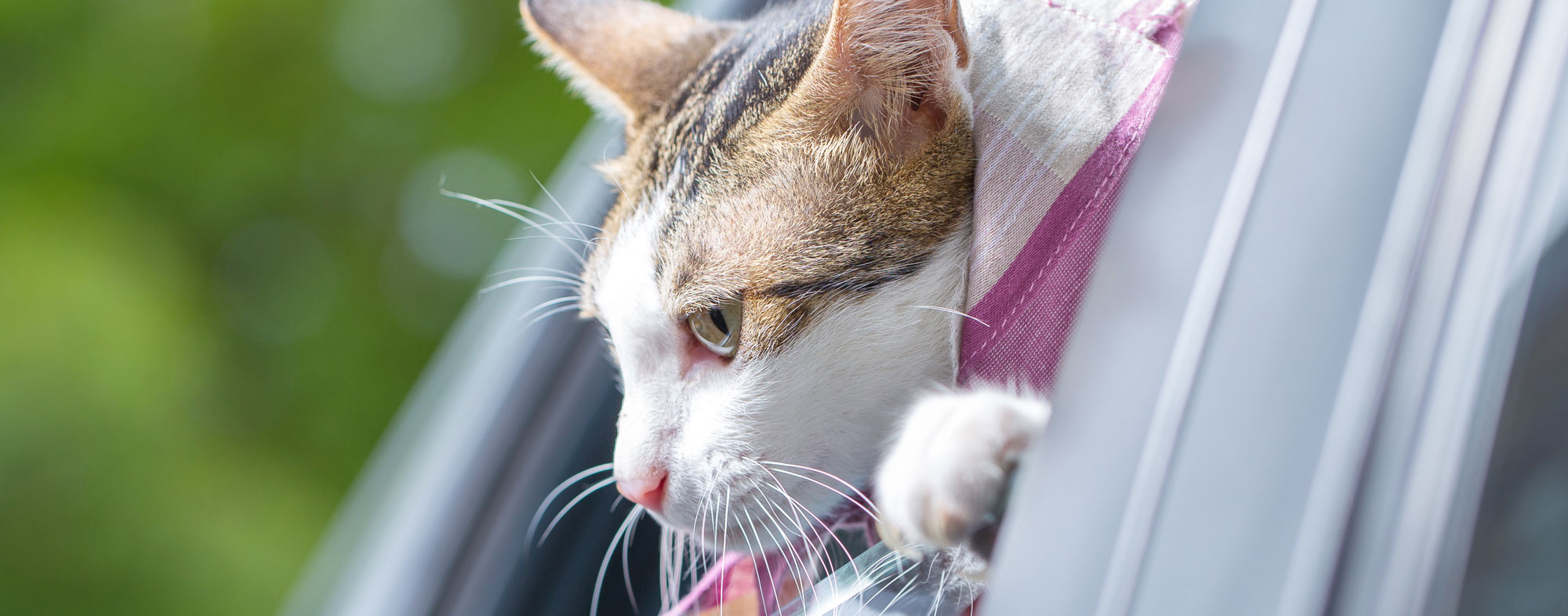 Although your cat may get anxious traveling, they'll adjust to it