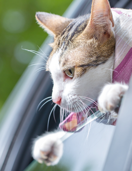 Prepare your cat for a vet visit by cushioning their carrier