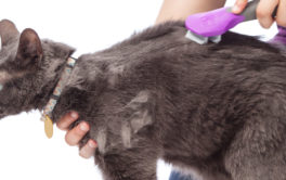 Backed by a lifetime warranty, our dog grooming tools endure