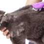 Backed by a lifetime warranty, our dog grooming tools endure