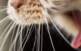 A fibrous diet for your cat could eliminate hairballs