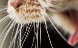 A fibrous diet for your cat could eliminate hairballs