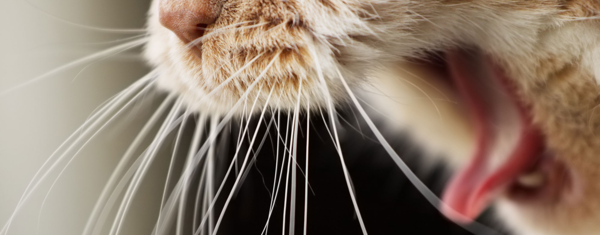 A fibrous diet for your cat could eliminate hairballs