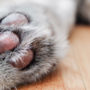 A good rule of thumb: trim your cat's claws every 10-14 days