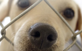 We support the efforts of local animal shelters everywhere