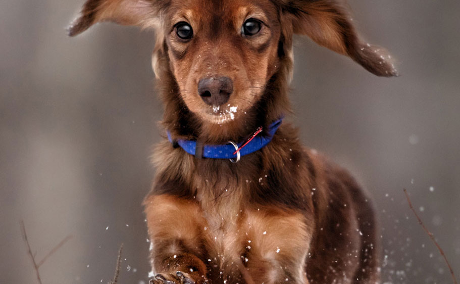 Small dogs won't care about wearing extra clothing in winter