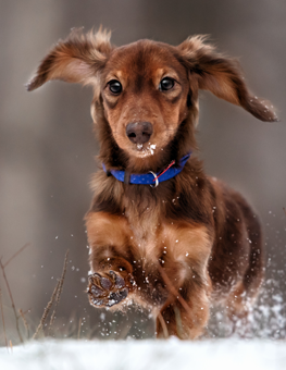 Small dogs won't care about wearing extra clothing in winter